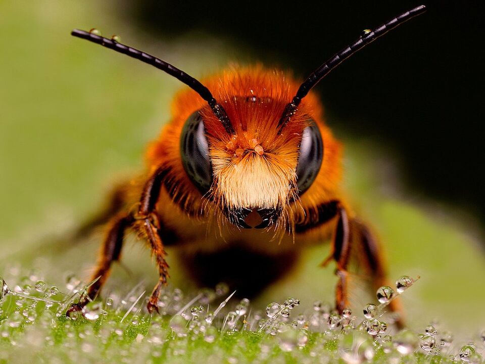 veleno de abella e abella con osteocondrose cervical